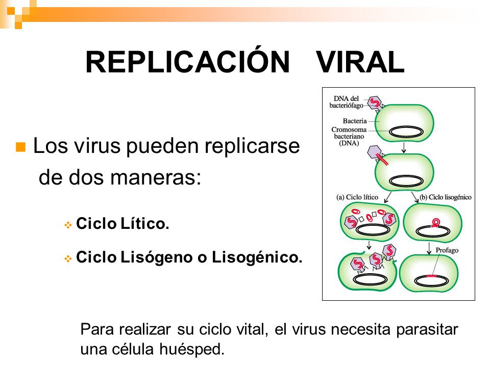 reproduccion virus de la rabia reproduccion virus de la rabia